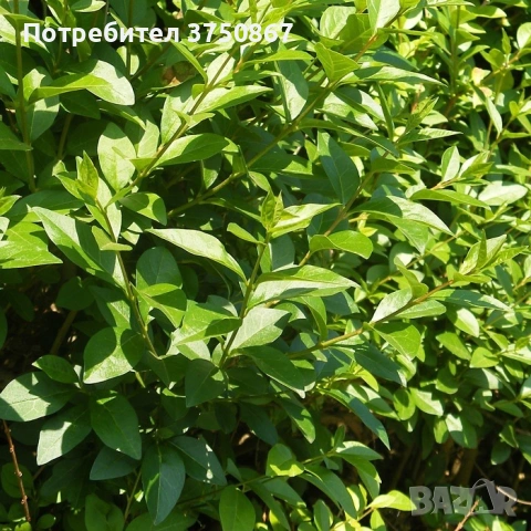 🌿🧡🌱 Лигуструм / Жив плет (Ligustrum ovalifolium), снимка 3 - Градински цветя и растения - 54436023