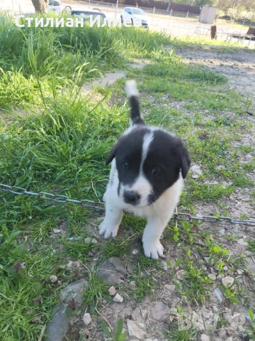 Подарявам 3 кученца, снимка 4 - Каракачанска овчарка - 54330625