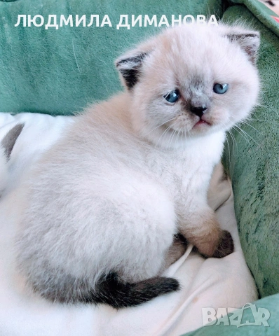 шотландски мъжки със сини очи. , снимка 3 - Британска късокосместа - 54248473