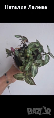 Традесканция, tradescantia Toundra
