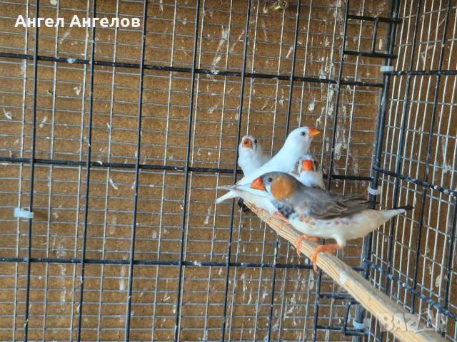 зеброви амадини , снимка 8 - Амадини - 55365393