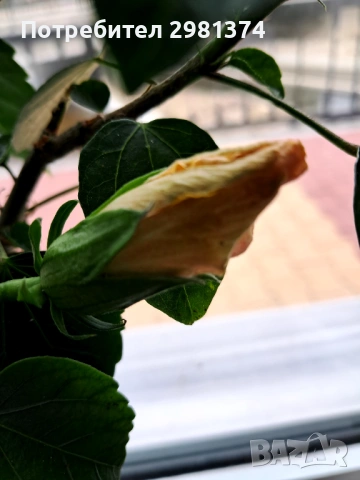 Китайска роза-Хибискус(голямо), снимка 6 - Стайни растения - 54216672