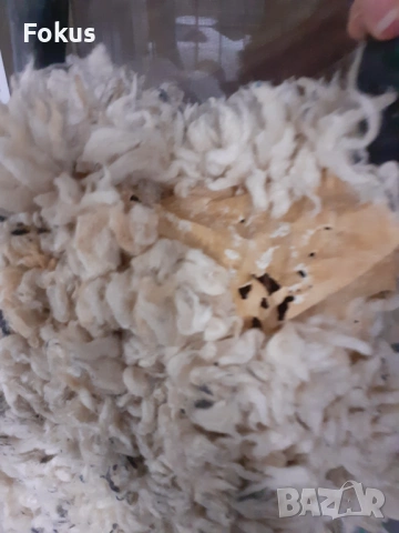 Стара автентична кукерска маска дърво дърворезба овча кожа, снимка 6 - Антикварни и старинни предмети - 54044033