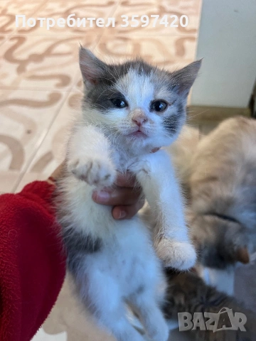 Котенца персийки , снимка 4 - Персийска - 54714897