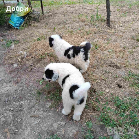 Малки Каракачанки, снимка 8 - Каракачанска овчарка - 54978359