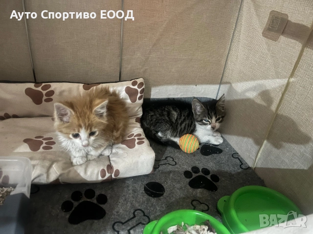 Подаряват се котенца, майка хималайка, снимка 5 - Други - 54977136