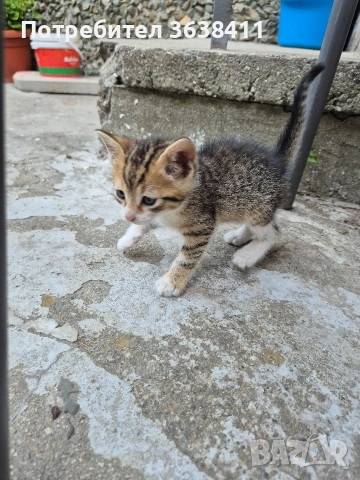 Подарявам малки котета, снимка 5 - Други - 55250290
