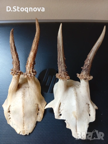 Еленови рога - 2 броя(малки, с част от черепа)