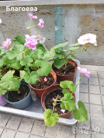 Мушкато различни цветове от 1 € , 1.50 € , 2 € , 2.50 €, снимка 12 - Стайни растения - 54865354