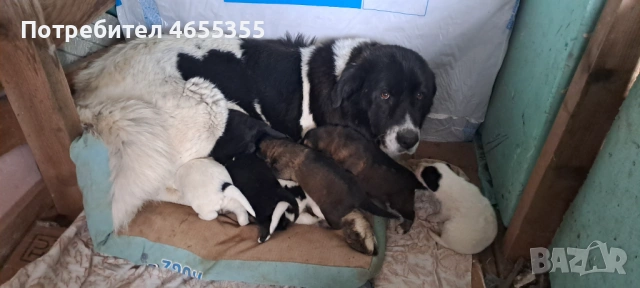 Каракачамски кученца