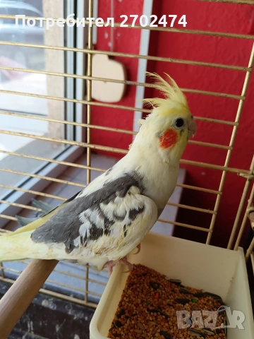 продавам папагали Корела , снимка 4 - Папагали - 55171388