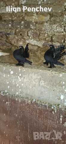 Ростовски гълъби