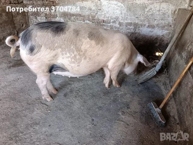 Продавам спрасна свиня , снимка 3 - Прасета - 55536756