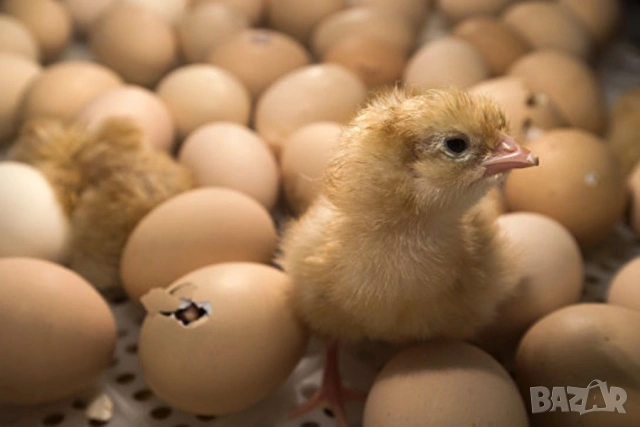 оплодени Яйца от НОСАЧКИ порода Ник Браун -Разплодни яйца за люпене , снимка 11 - Кокошки и пуйки - 54196501