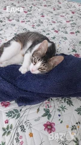 Добри котета,търсят дом.София