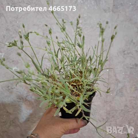 Комплект Рожец и Детелина розова, снимка 3 - Градински цветя и растения - 54510816