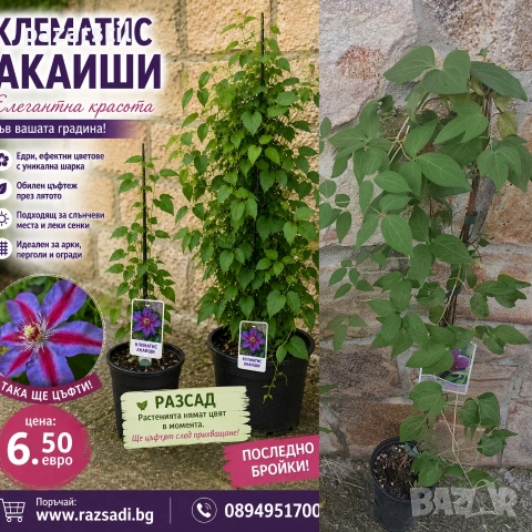 Клематис Акаиши - разсад