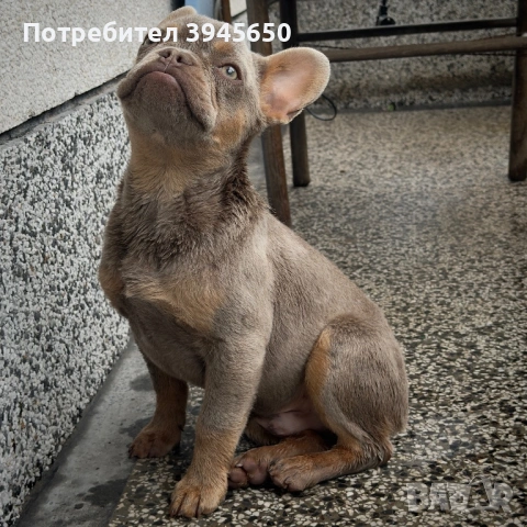 Френски булдог - Изабела , снимка 2 - Френски булдог - 54485751