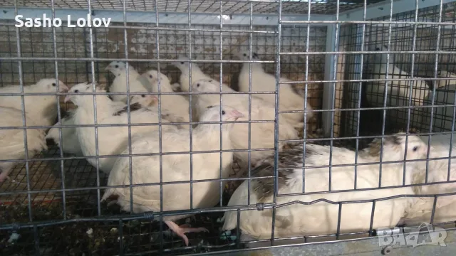  Пъдпъдъчи яйца за люпене, снимка 6 - Кокошки и пуйки - 55470196