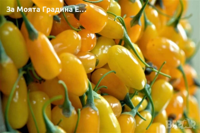 Годжи бери - Червено и жълто , снимка 2 - Градинска техника - 54020824