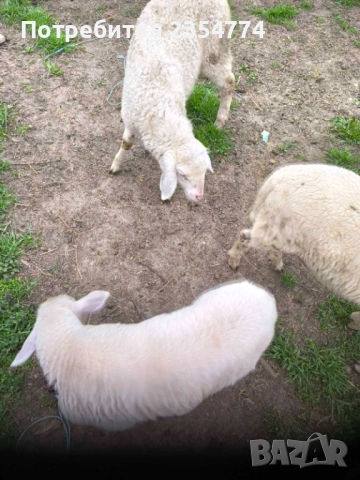 агнета, снимка 4 - Овце - 54127695