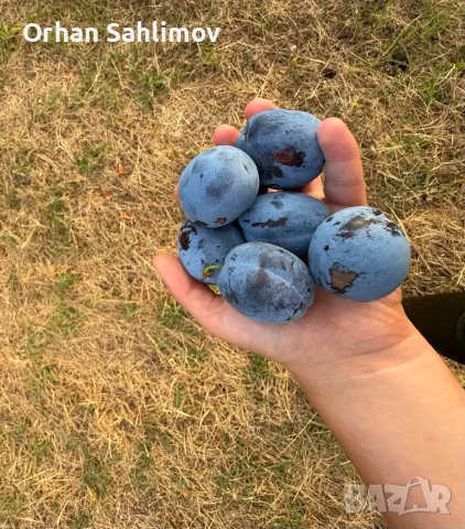 Сини сливи сорт чачанска
