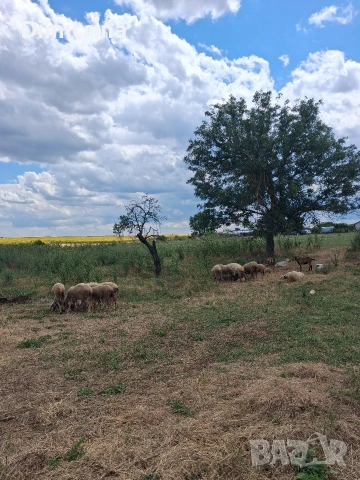 ОВЦЕ И ЯРЕТА на куп , снимка 4 - Овце - 55232825