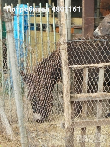 Продава се магаре на 10 месеца