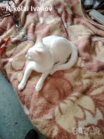 Бяло мъжко коте порода Као Мани , снимка 2 - Други - 54176694