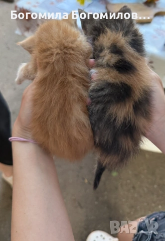 Спешно търся дом за 4 малки котенца, снимка 5 - Други - 54931995