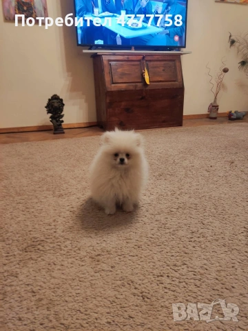 померан реални снимки 