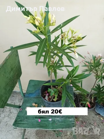 Зокуми,Олеандри,Лян, снимка 8 - Градински цветя и растения - 51546447