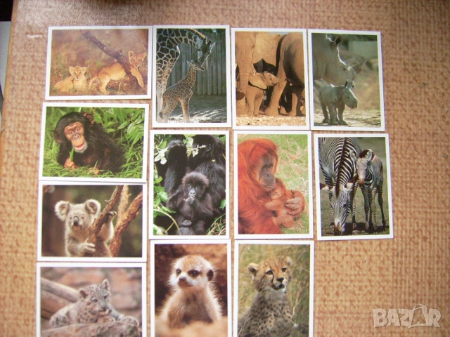 Лот от миникартички с животни