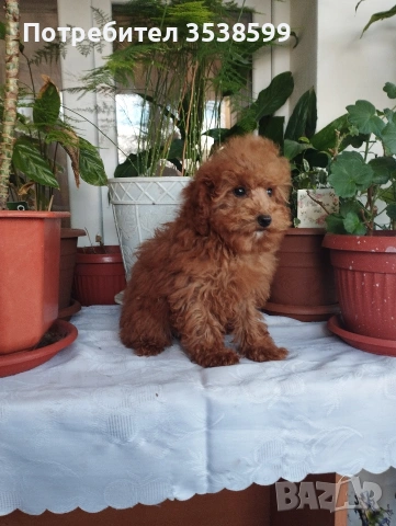 Мини Пуделчета., снимка 3 - Пудели - 52898082