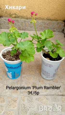Сортово мушкато Pelargonium Plum Rambler / Зонално мушкато , снимка 2 - Стайни растения - 55133213