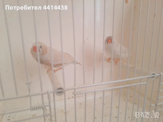 Амадинки джъмбо , снимка 7 - Амадини - 54484954