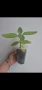 Каланхое, Kalanchoe Magic Bell, снимка 3