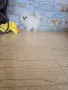 Мини Померан момче , снимка 4