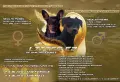 Миниатюрен Пинчер / zwergpinscher, снимка 1