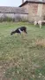 Продавам алпийска коза на първо, снимка 4
