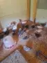 Двумесечни пилета, снимка 2