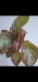 Еписция, episcia Jim's rose garden, снимка 3