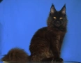 Мейн Куун , снимка 1