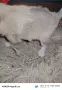 Продавам кученца , снимка 3