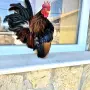 Продавам  петленце серама, снимка 1