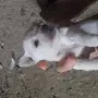 Мини пинчери мъжки бели, снимка 5
