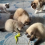 котета Регдол, снимка 5