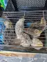 Продавам пъдпъдъци, снимка 1