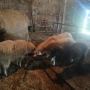    Продавам четири коча , снимка 1