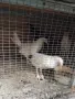 Кокошки и пилета, снимка 7
